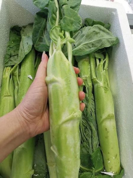 Hạt giống cải ngồng mập gói 10gr
