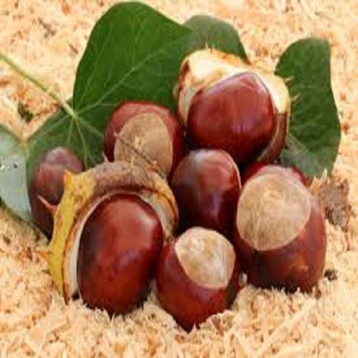 Cây giống cây hạt dẻ trùng khánh - hdtk