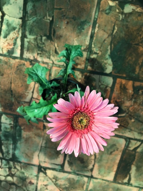 Phân Bón Thông Minh Rynan Flowermate 240