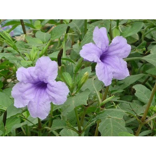Hạt giống cây Nổ - sâm Tanh Tách (10 quả)