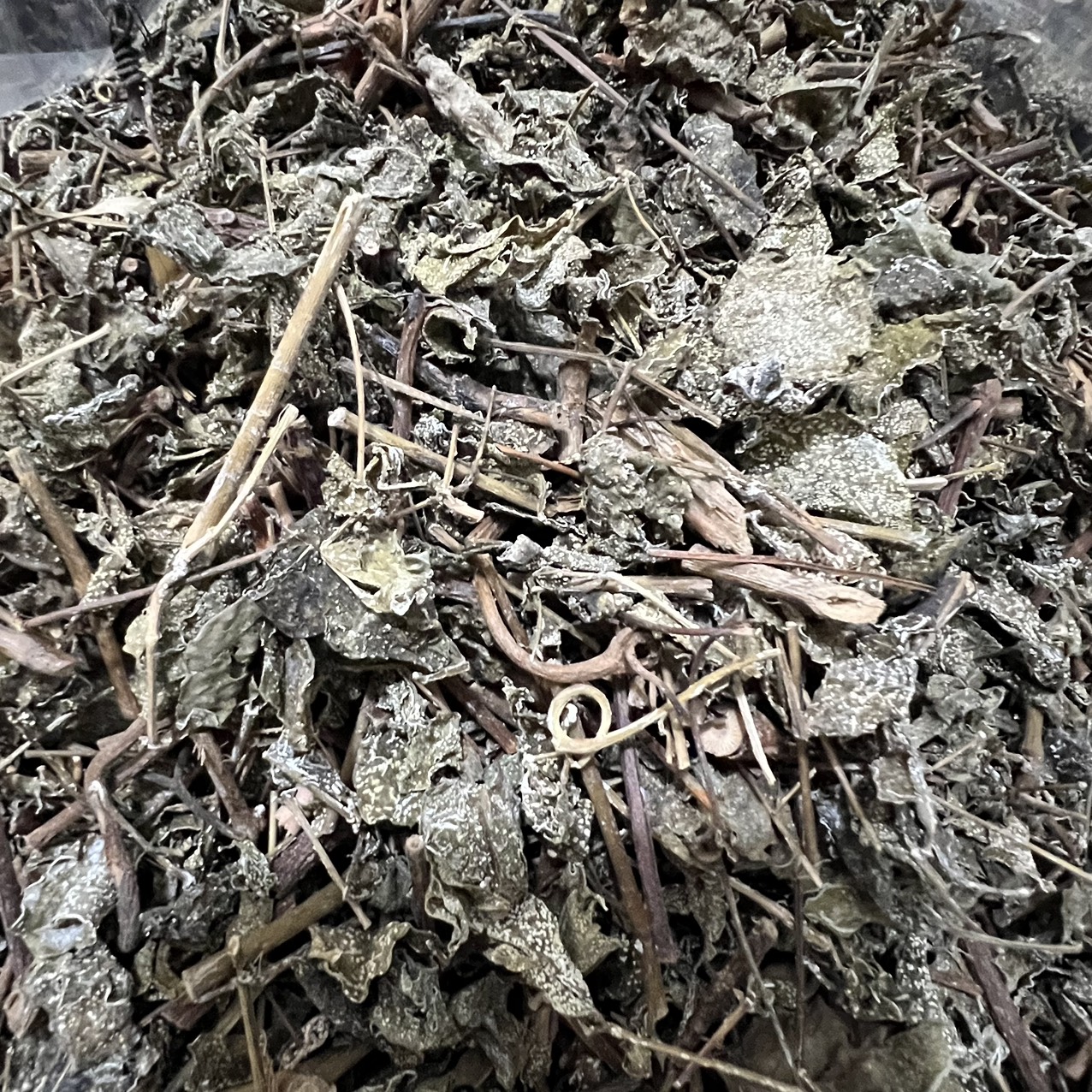 Chè dây trị dạ dày 500g - Thảo Dược Tấn Phát - Hàng sạch khô cao cấp
