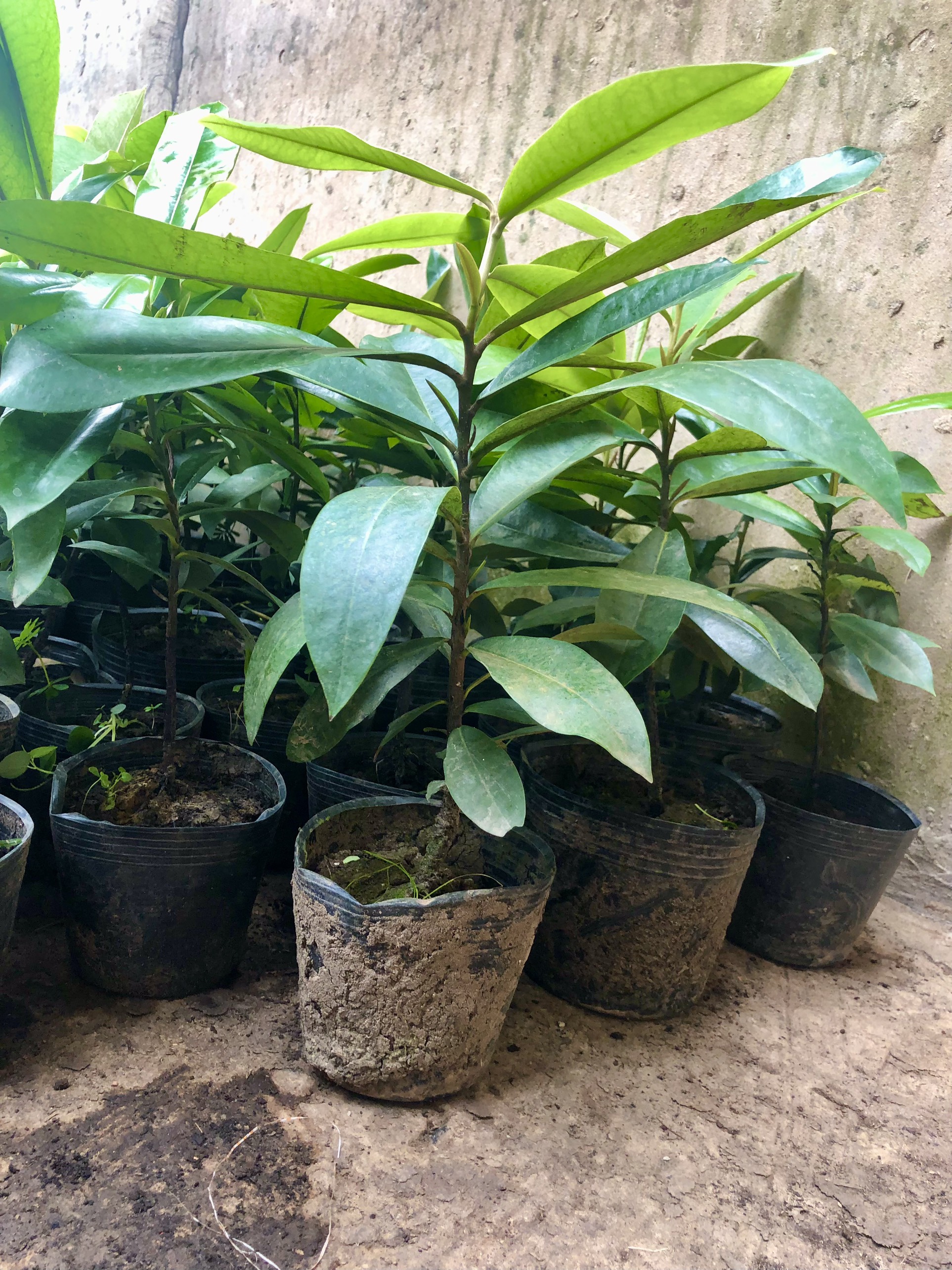 CÂY GIỐNG HỒNG NHUNG 30-40CM