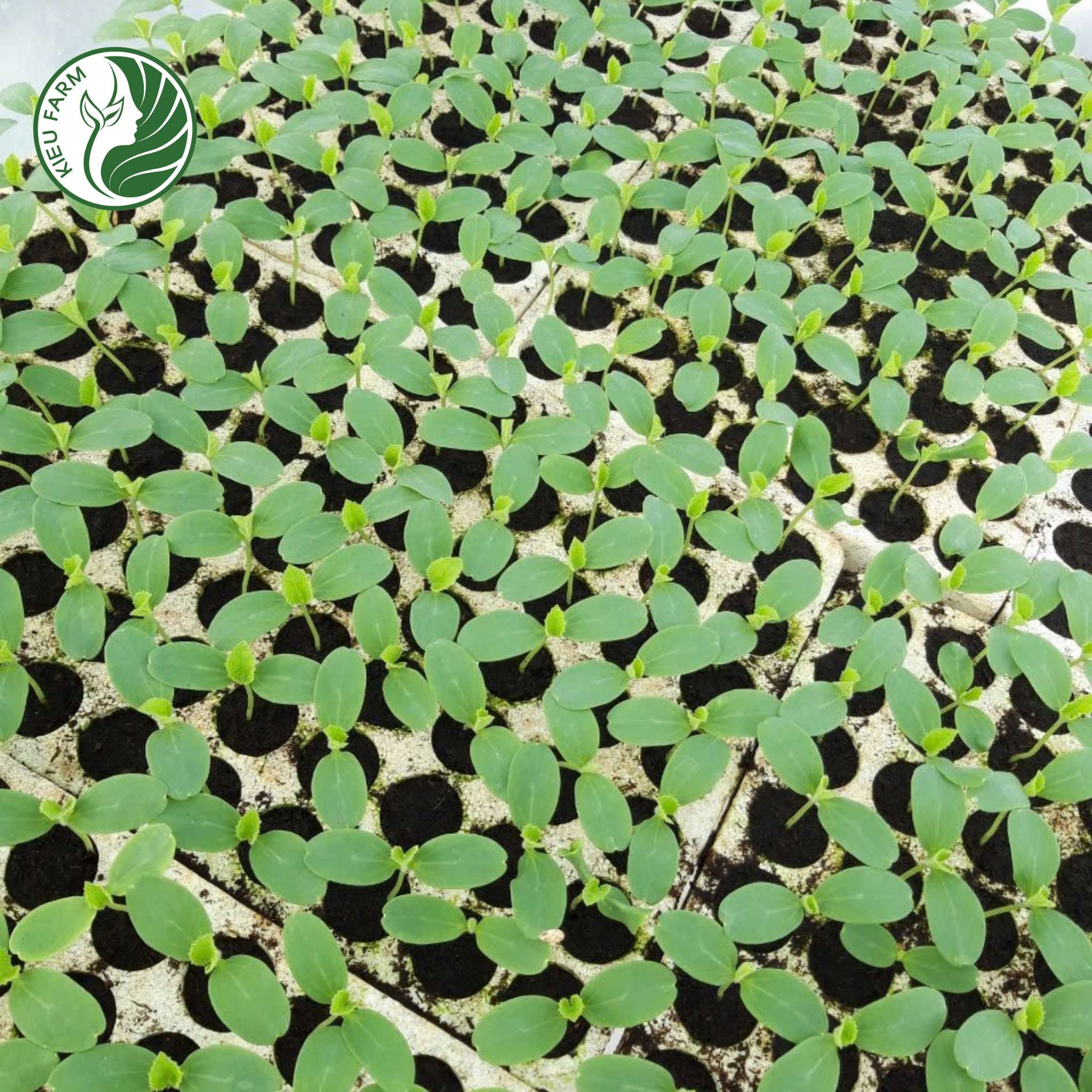 Combo khay xốp ươm hạt (loại 84 lỗ)_KIEUFARM_Combo 5,10,15,20 khay_Gọn nhẹ, tiện lợi, tái sử dụng được nhiều lần