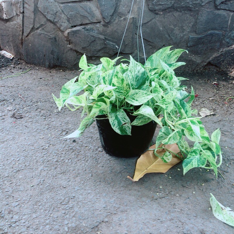 Trầu Bà Sữa Leo