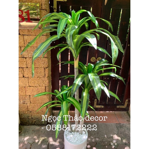 cây giả _ cây phát tài 1m6 _ Ngọc Thảo decor