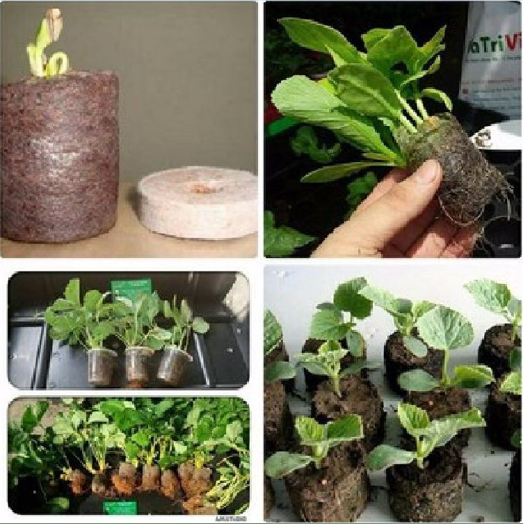 COMBO 20 viên nén ươm hạt - viên nén xơ dừa ươm hạt