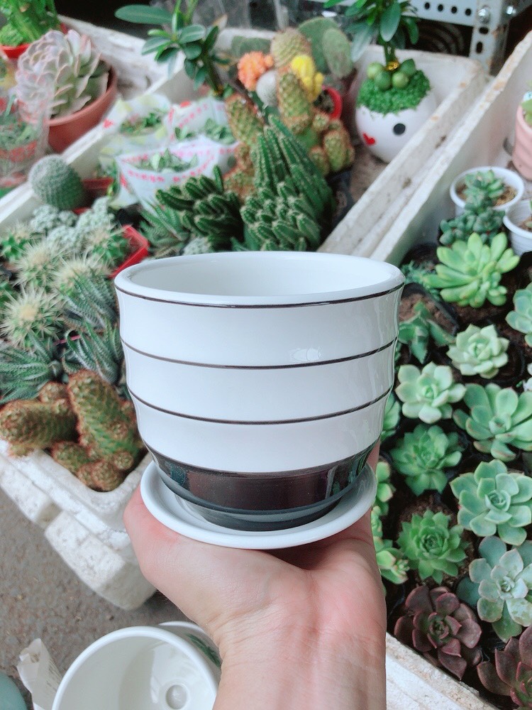 Chậu sứ tráng men cao cấp  kèm dĩa lót 4