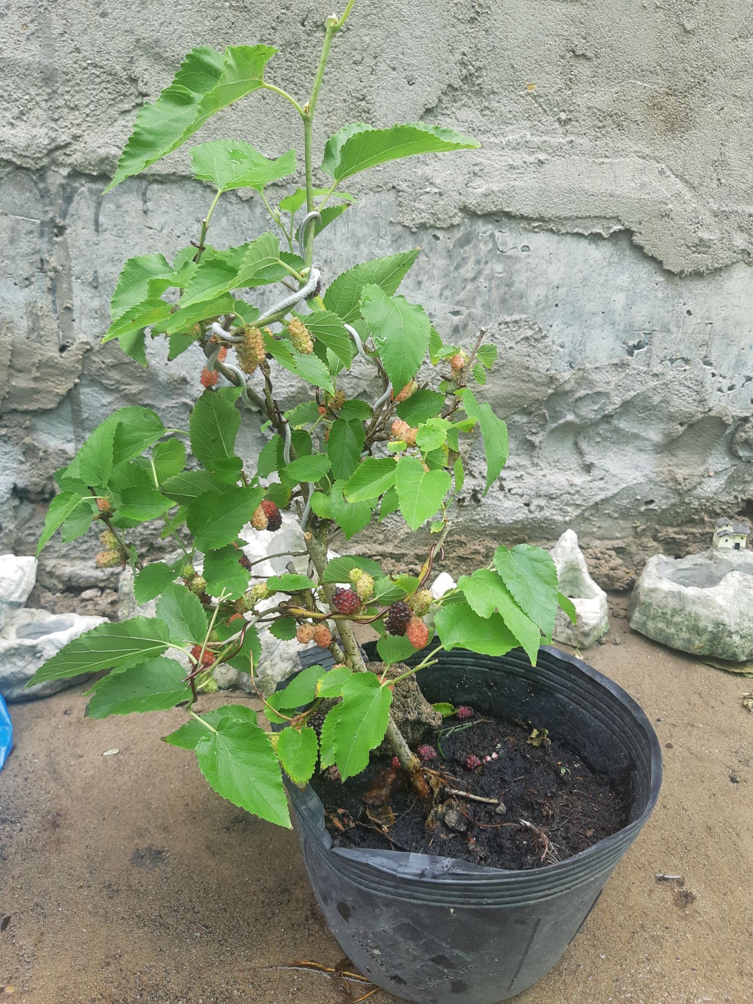 cây dâu tằm bonsai mini
