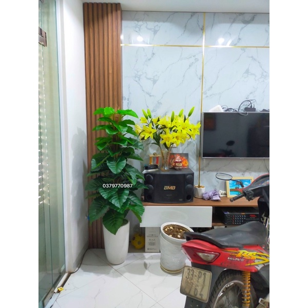 Cây trầu bà cột giả 1 mét 60 siêu to