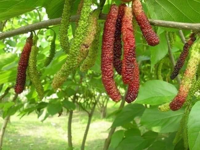 Cây dâu Đài Loàn trái dài cao 60cm ra trái siêu sớm sau 5 tháng.