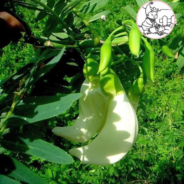 Hạt bông SO ĐŨA trắng - Gói 2 gram