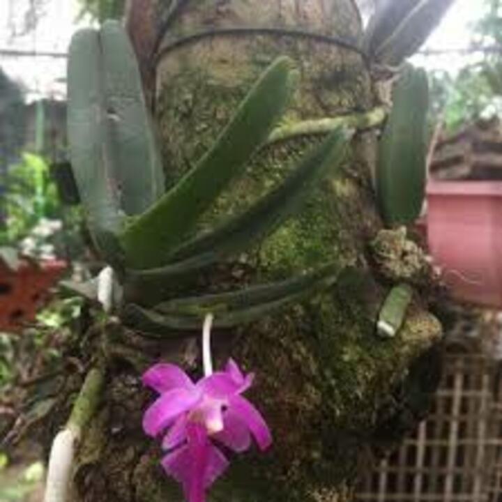 4 CÂY Lan rừng QUẾ TÍM