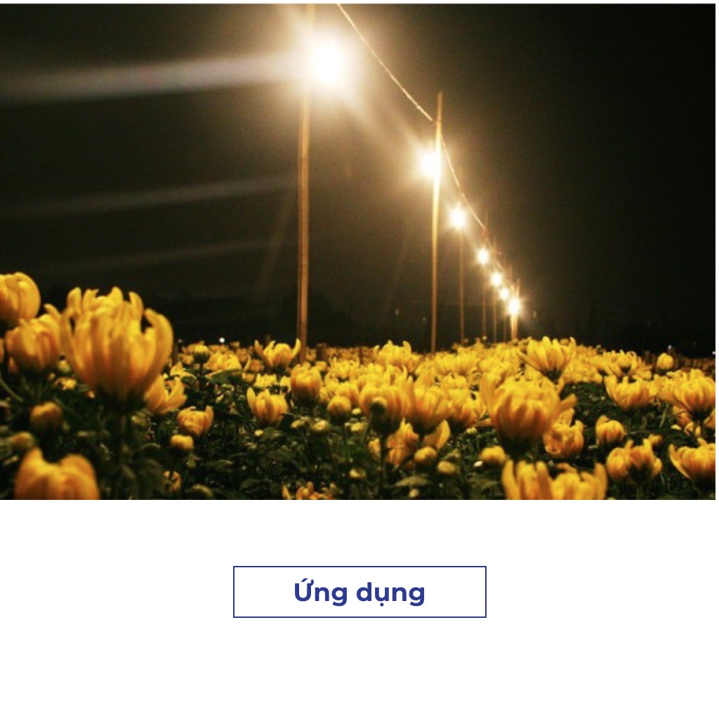 Đèn led trồng hoa cúc 9W Rạng đông Model: LED HC A60/9W 3000K