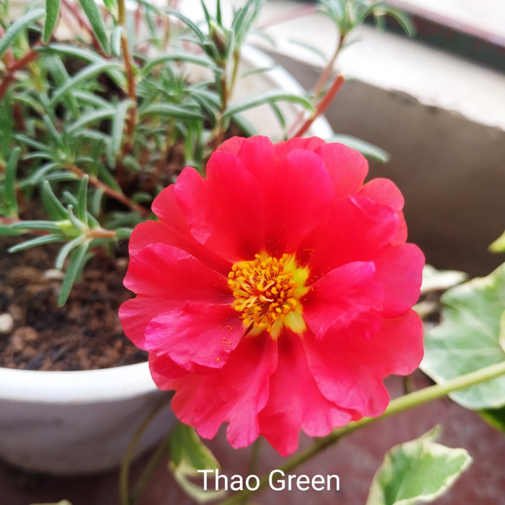 2000 Hạt Giống Hoa 10h Mỹ Kép