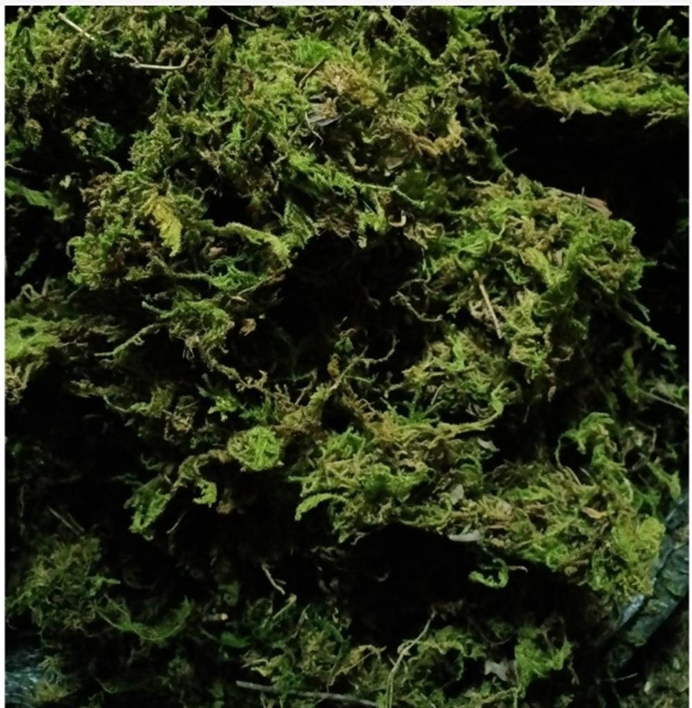 2 túi rêu rừng trồng lan 200gr trên 1 túi