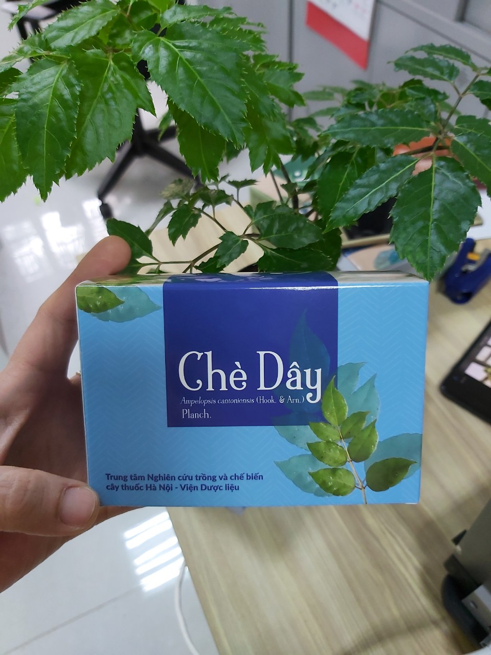 Trà túi lọc chè dây