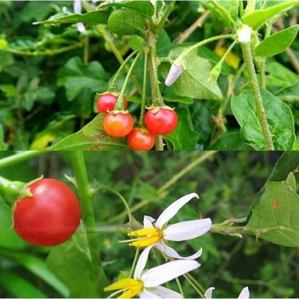 Hạt Cà Gai Leo F1 - Giống Dễ Trồng. Túi 0,2 gram. Chất Lượng Cao - Kèm Quà Tặng.