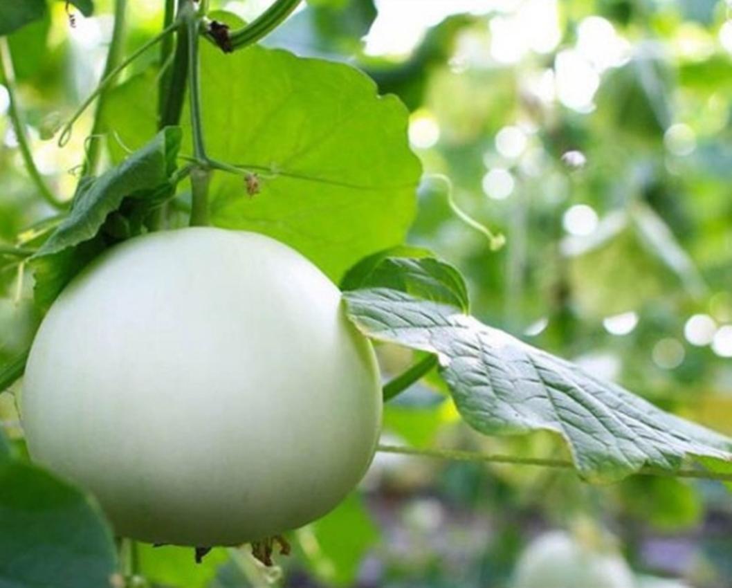 Hạt Giống Dưa Lê Bạch Ngọc Siêu Ngọt
