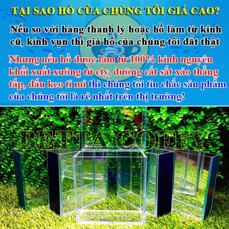 Hồ Show cá Betta & Guppy (Dấu keo) - Bể Cá bằng kính mini