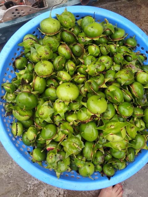Quả bần tươi tại thái bình
