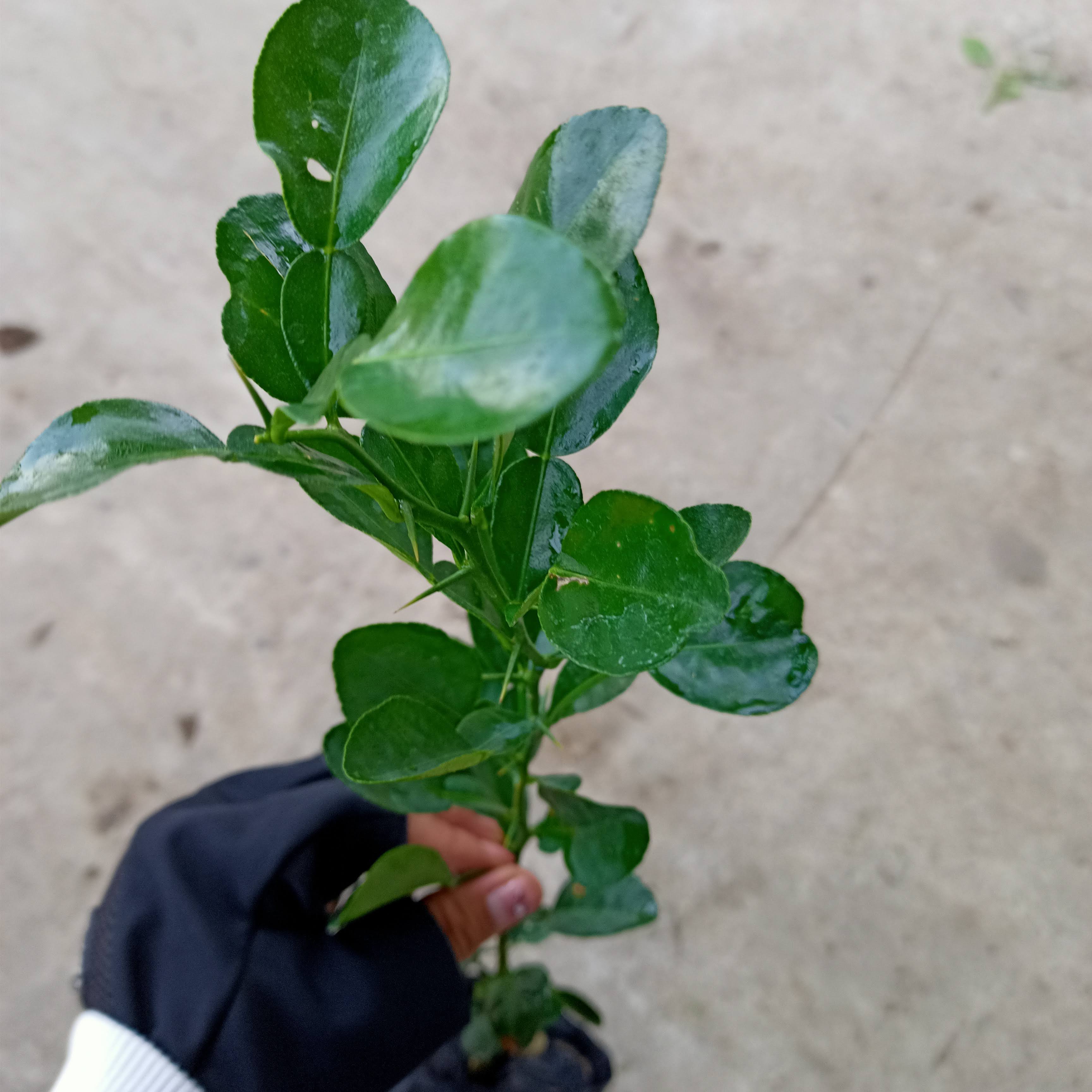 Cây chúc hấp gà 1 nhánh , lá cực thơm, hơn lá chanh