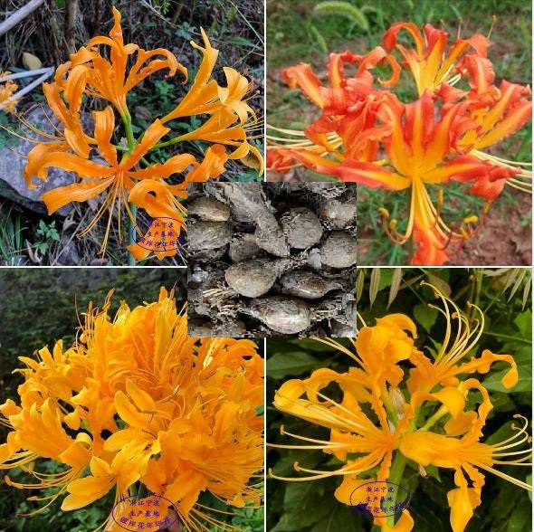 Củ giống hoa bỉ ngạn hoa màu cam ( kèm viên nén ươm củ )