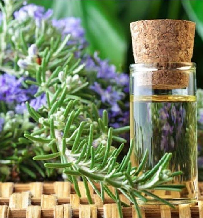 Hạt giống cây hương thảo -gói 20 hạt