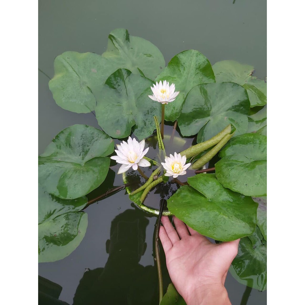 ( RẺ VÔ ĐỊCH)- Cây hoa súng Thái màu trắng