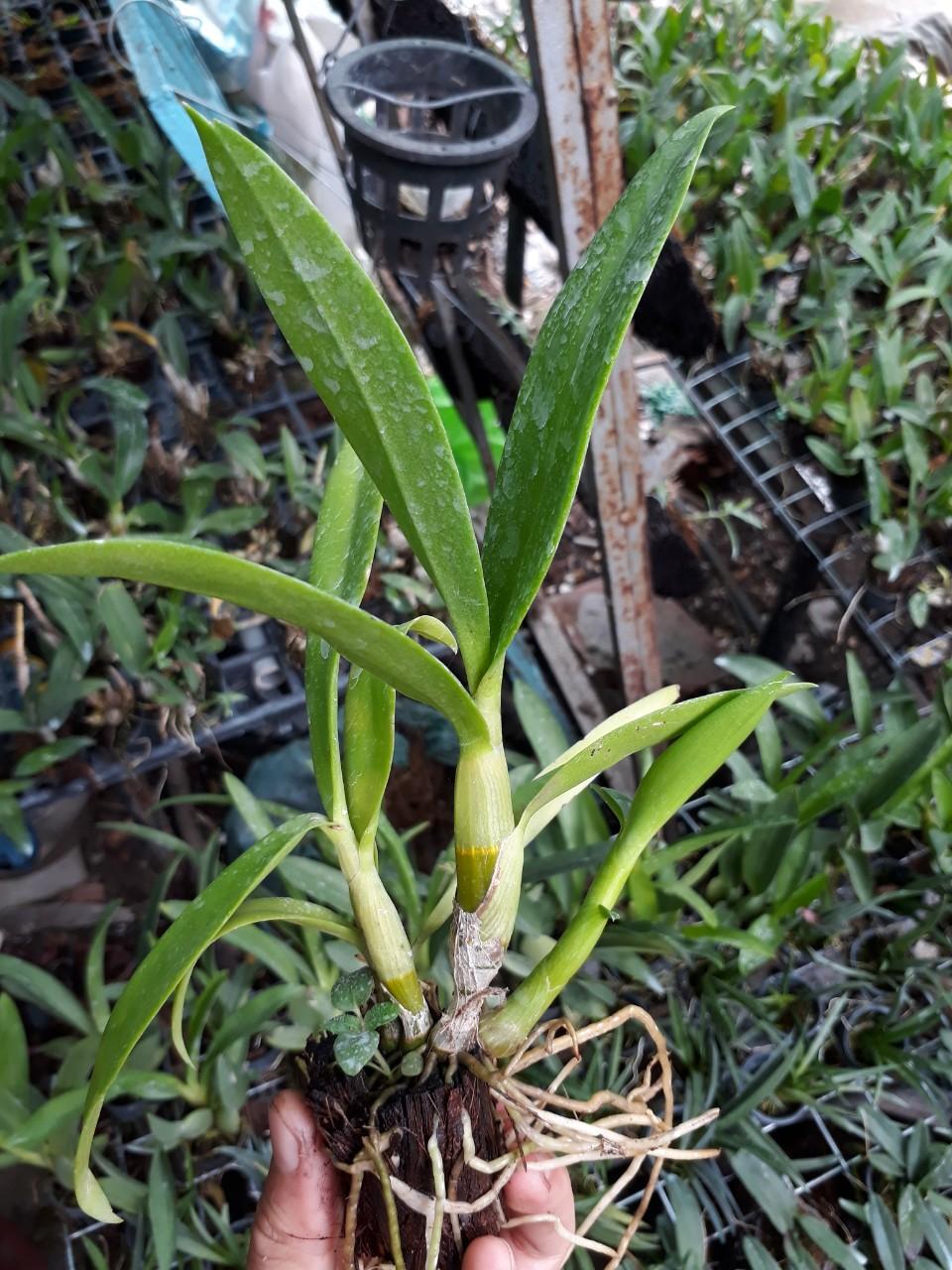 denro bà liễu hoa thơm
