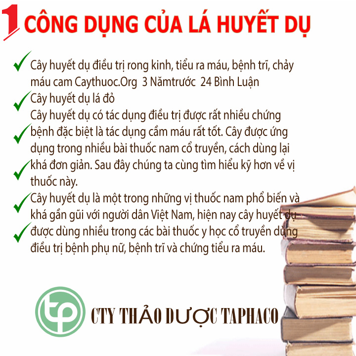Cây huyết dụ túi lớn loại 1kg - Thảo Dược Tấn Phát - Hàng mới về