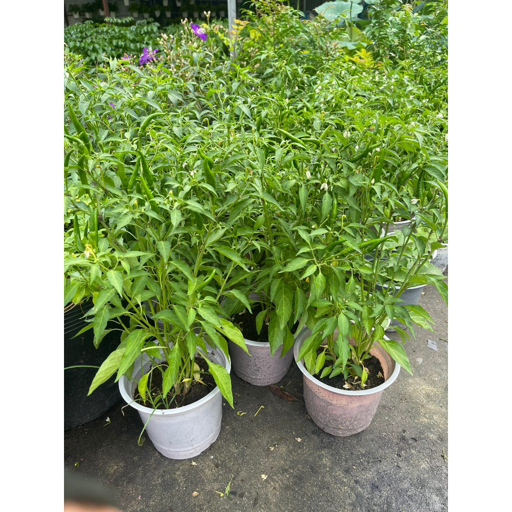Chậu cây ớt chỉ thiên siêu cay
