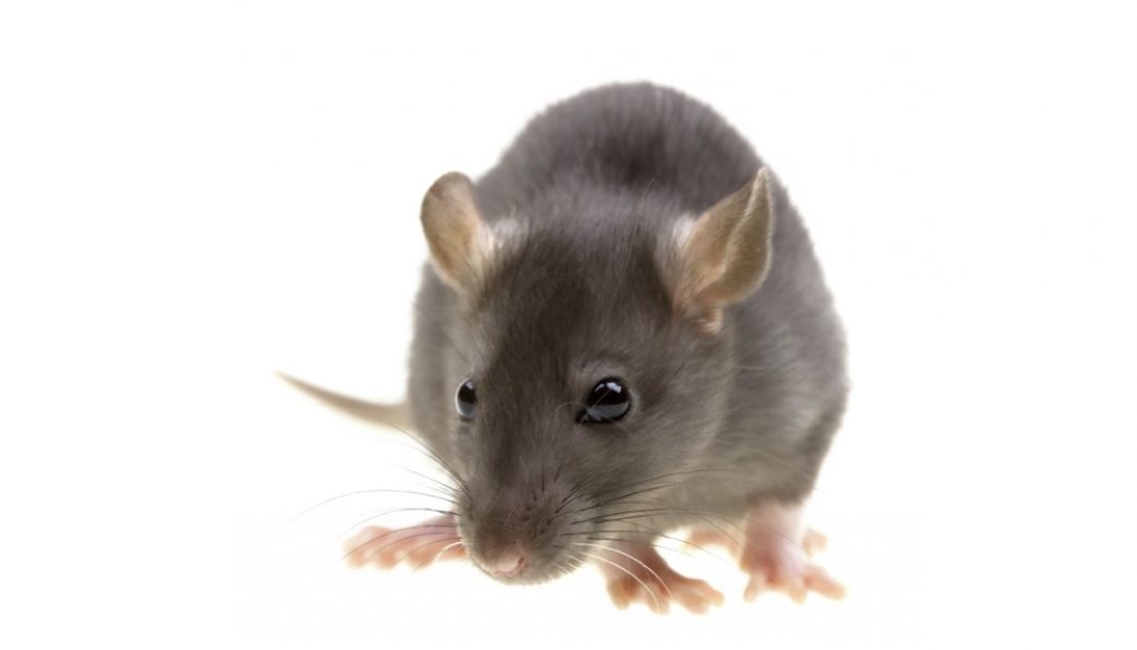 Combo 12 Miếng Keo dính chuôt