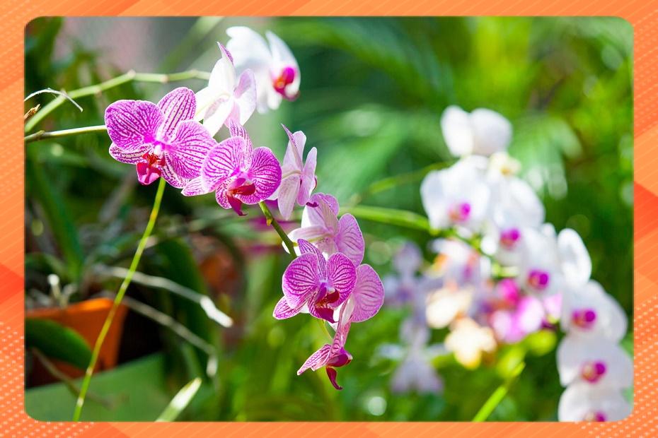 PHÂN BÓN ĐẦU TRÂU 701 KÍCH THÍCH RA HOA - CHAI 100GR
