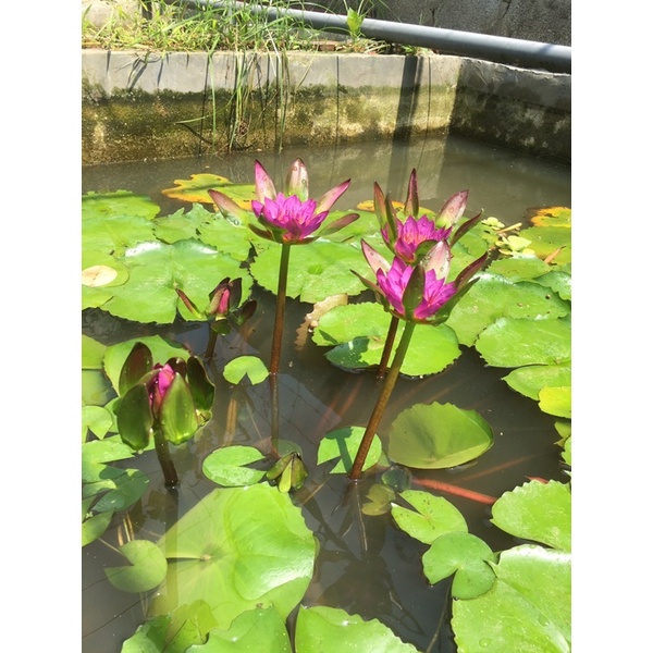 hai cây giống hoa súng đài hồng