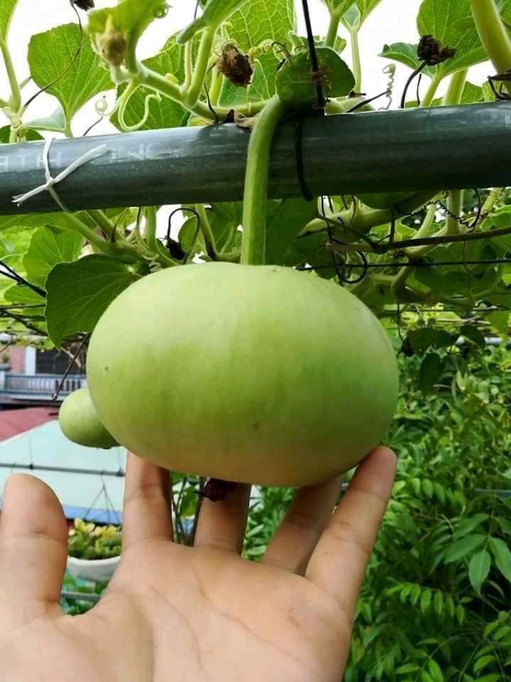 Hạt giống bầu tròn Thái - gói 2gram( 10 hạt)