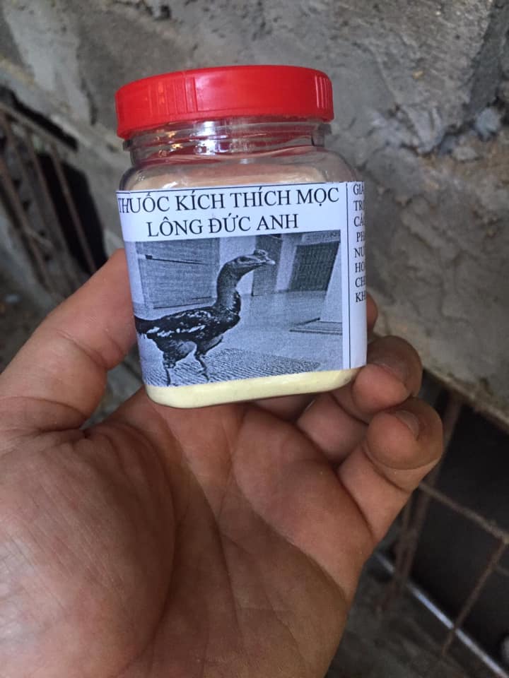 Kích lông gà chọi