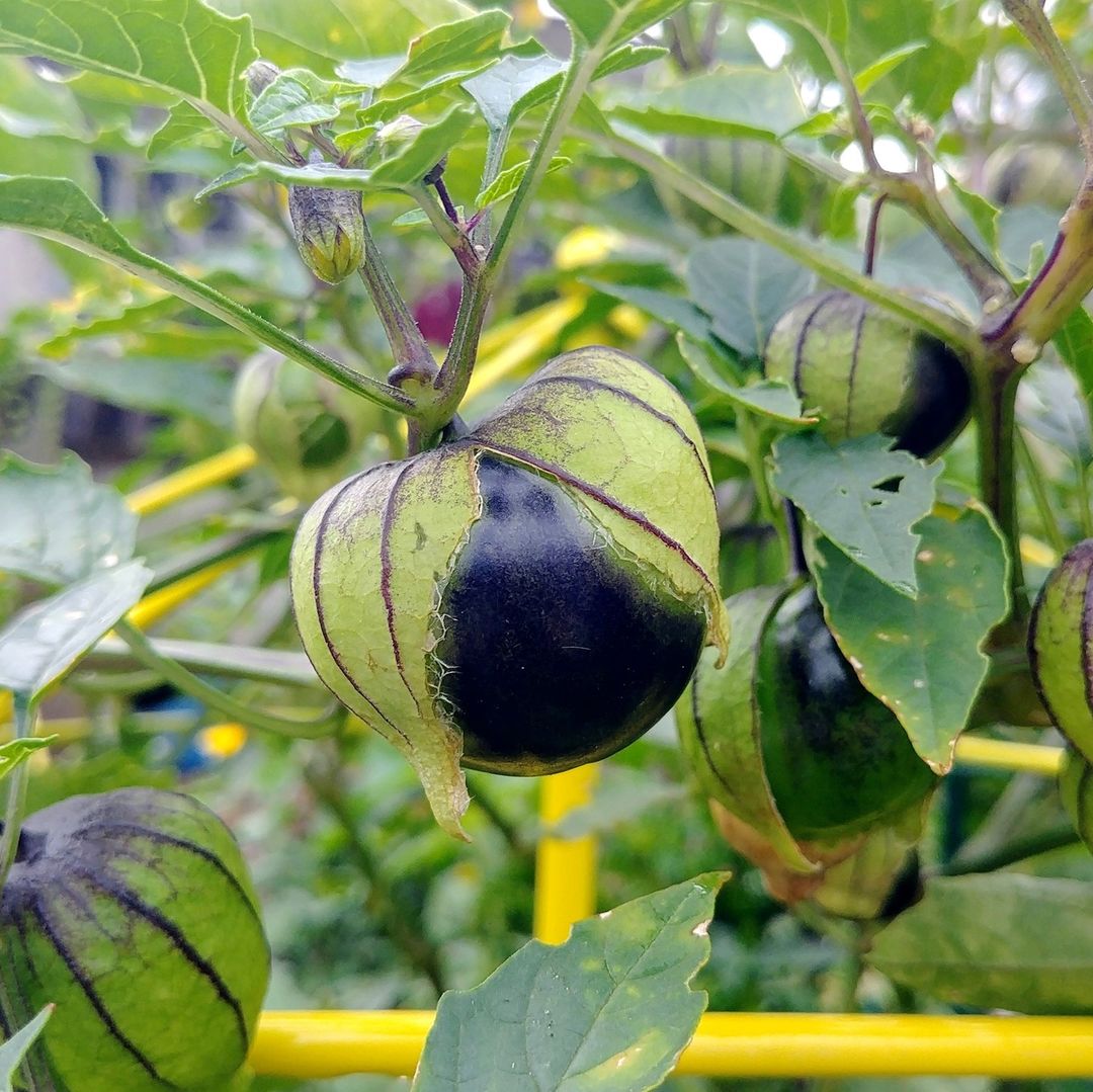 Hạt giống thù lù Tím Nam Mỹ