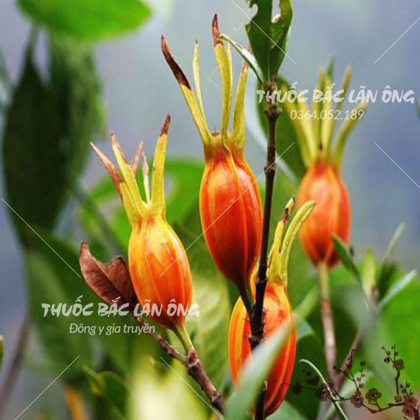 Hạt Dành Dành Tạo Màu 100g (Chi Tử)