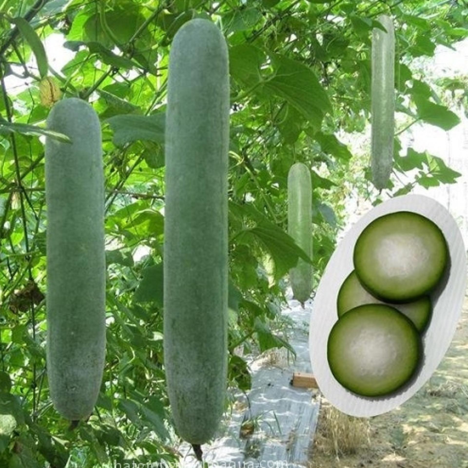 2g Hạt giống Bí sặt (tặng Kích nẩy mầm, Hướng dẫn ươm)
