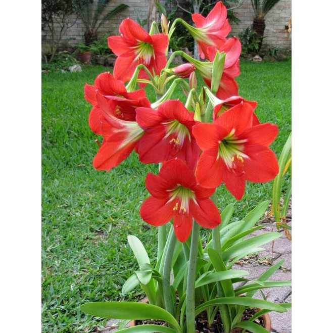 1 củ lan huệ đỏ cam