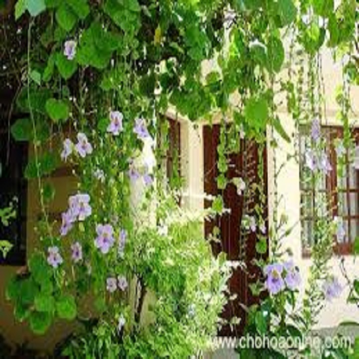 Dây cát đằng – Hoa leo đẹp dễ trồng và chăm sóc