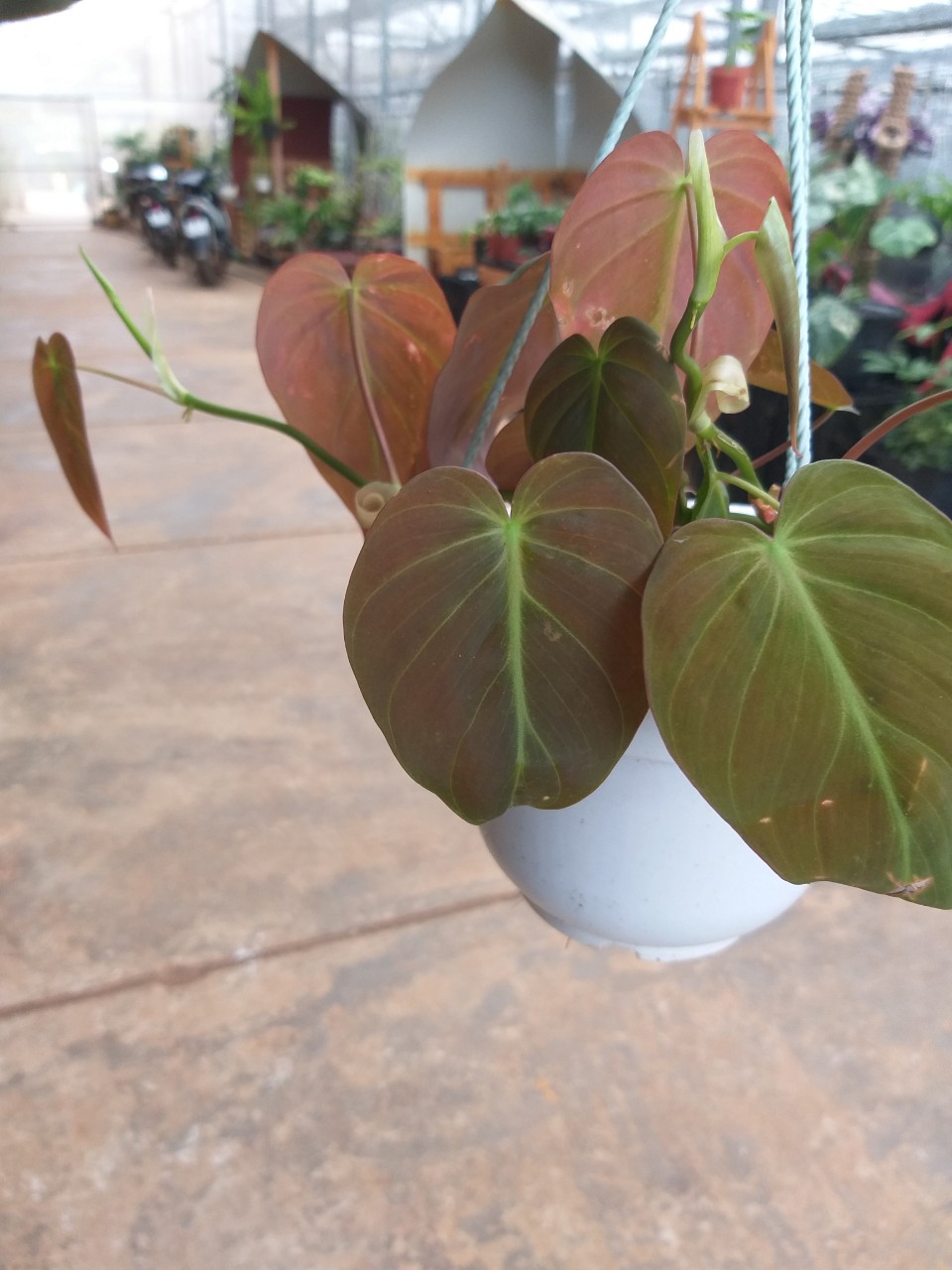 Trầu bà mican - Philodendron micans