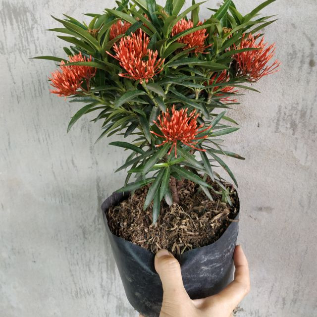 [Cây giống hoa] trang kim hoa đỏ (cây mini) - CayGiongTot