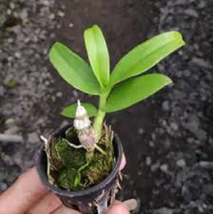 Hoa phong lan trầm rồng đỏ