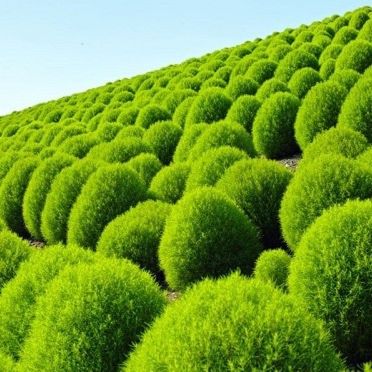 100 Hạt giống cây cỏ đổi màu kochia nhật bản