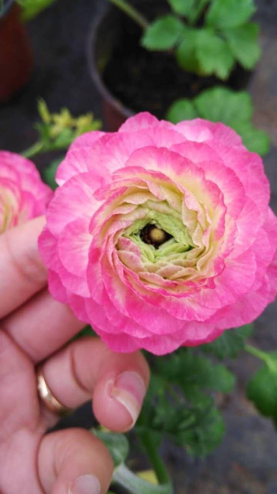 Củ hoa hồng mao lương màu hồng