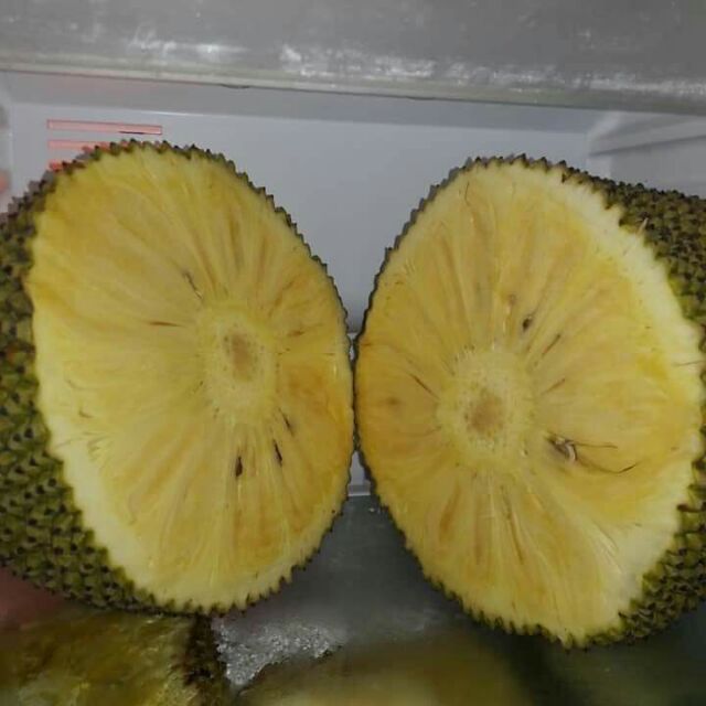 Cây giống mít không hạt