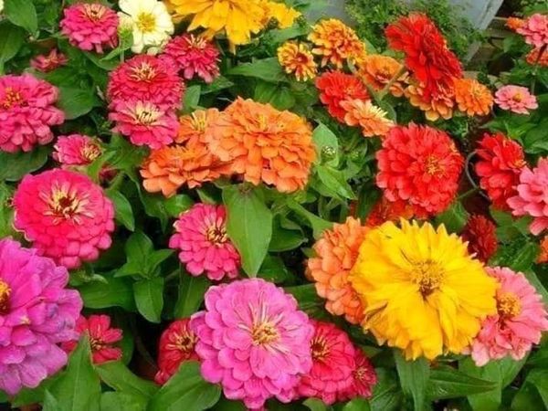 Hạt giống cúc lá nhám gói 100 hạt