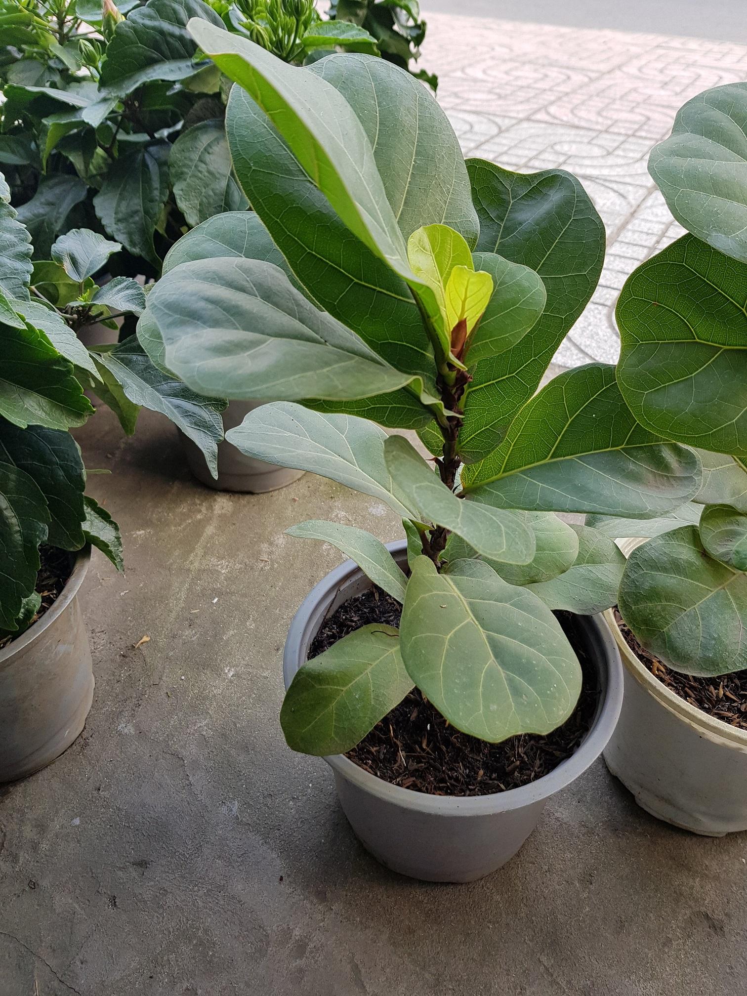 Cây Bàng Singapore - Chậu Cây Cảnh