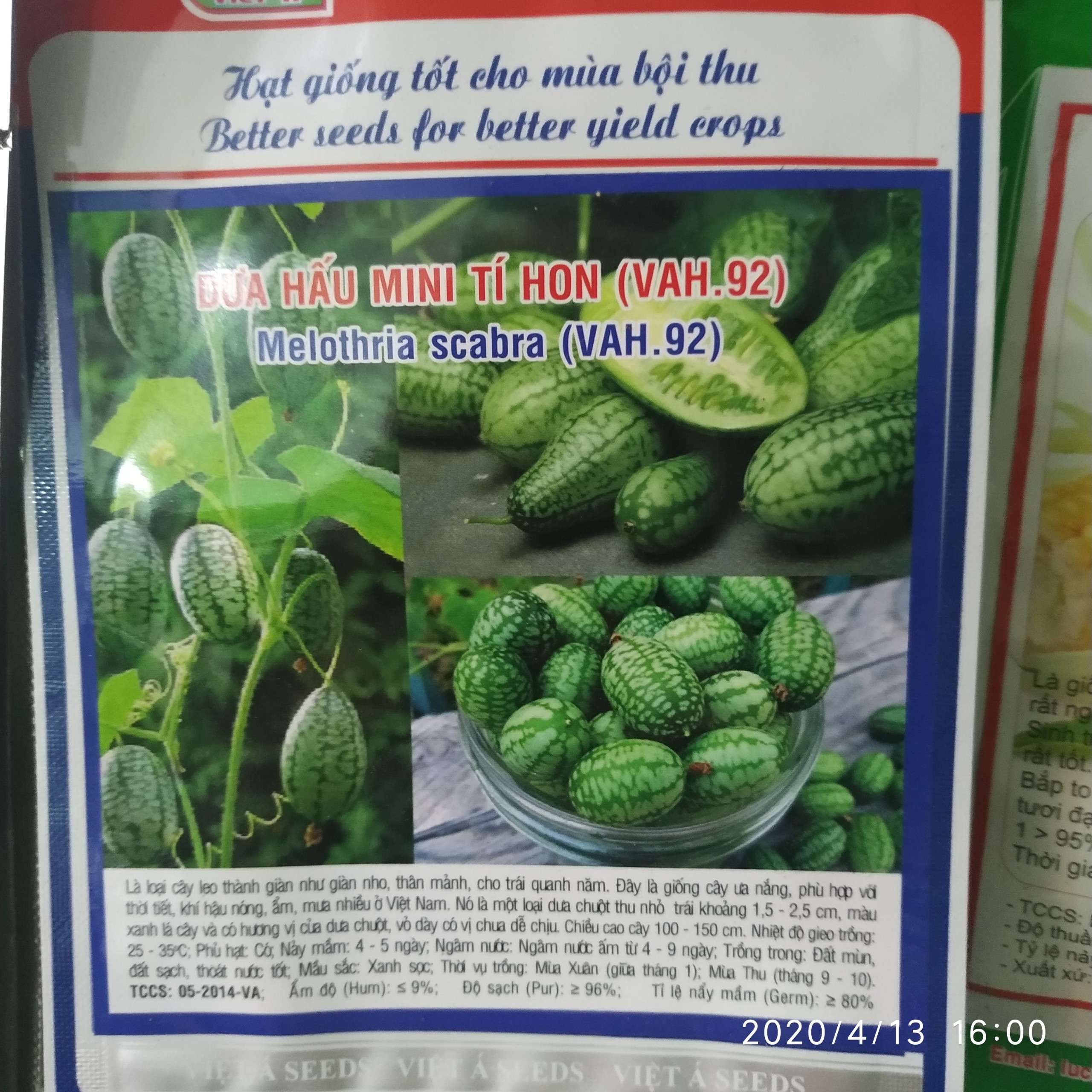 Hat giông dưa hấu mini